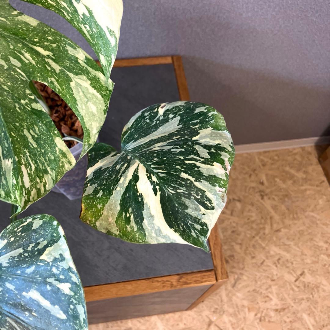 超絶希少❗️モンステラ　デリシオーサ　ホワイトスノー✨