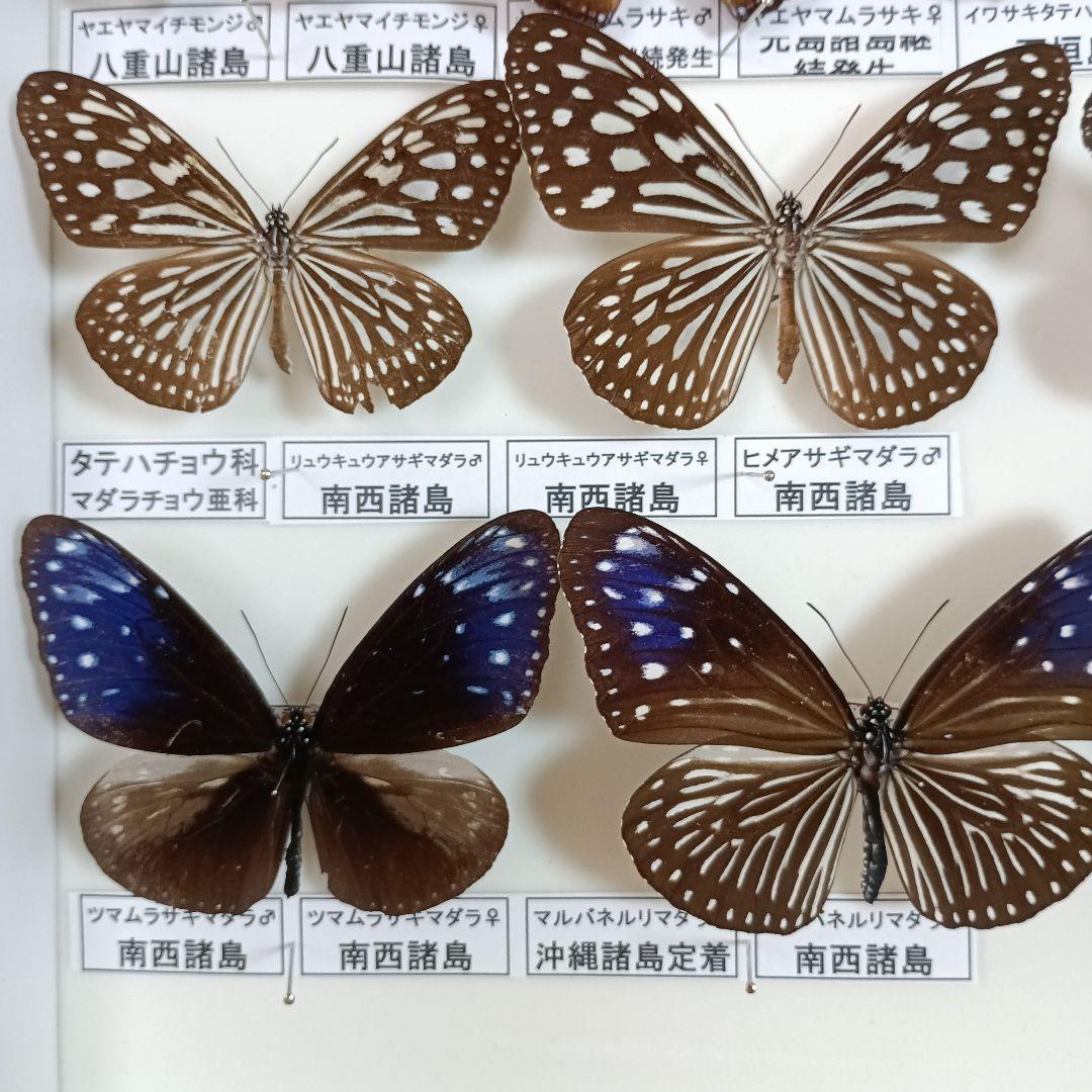 南西諸島の特産蝶47種＝希少フタオチョウ♂♀完品・コノハチョウを含む