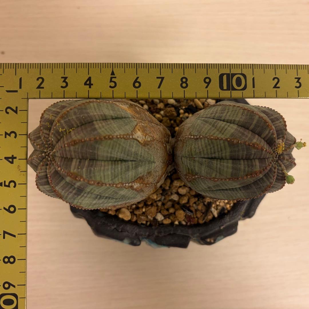 レ*君様 ユーフォルビア オベサ ダブルヘッド オールドオベサ2頭