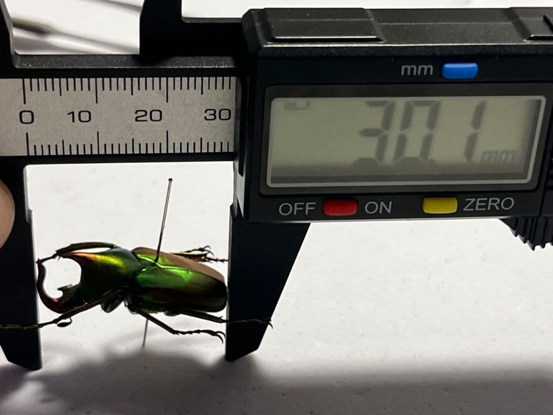 【30mm】ロドリゲスカブトハナムグリ コガネムシ プラチナコガネ カナブン