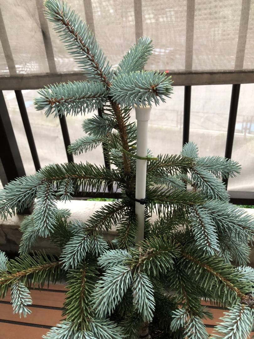 プンゲンストウヒ　ポプシー　希少スーパーブルー　コニファー ツリー