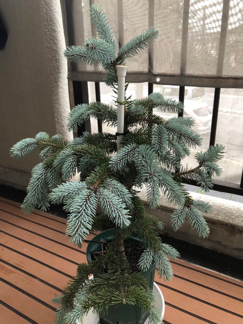 プンゲンストウヒ　ポプシー　希少スーパーブルー　コニファー ツリー