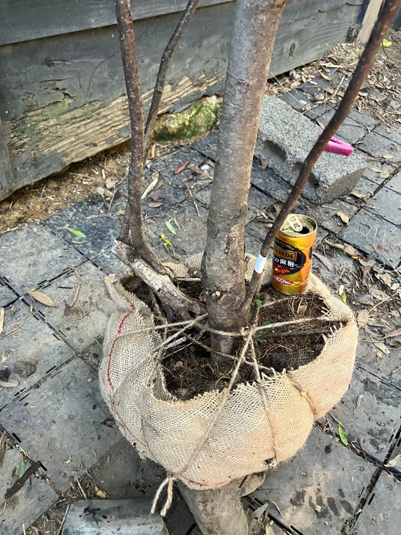 2 山採り　アズキナシ