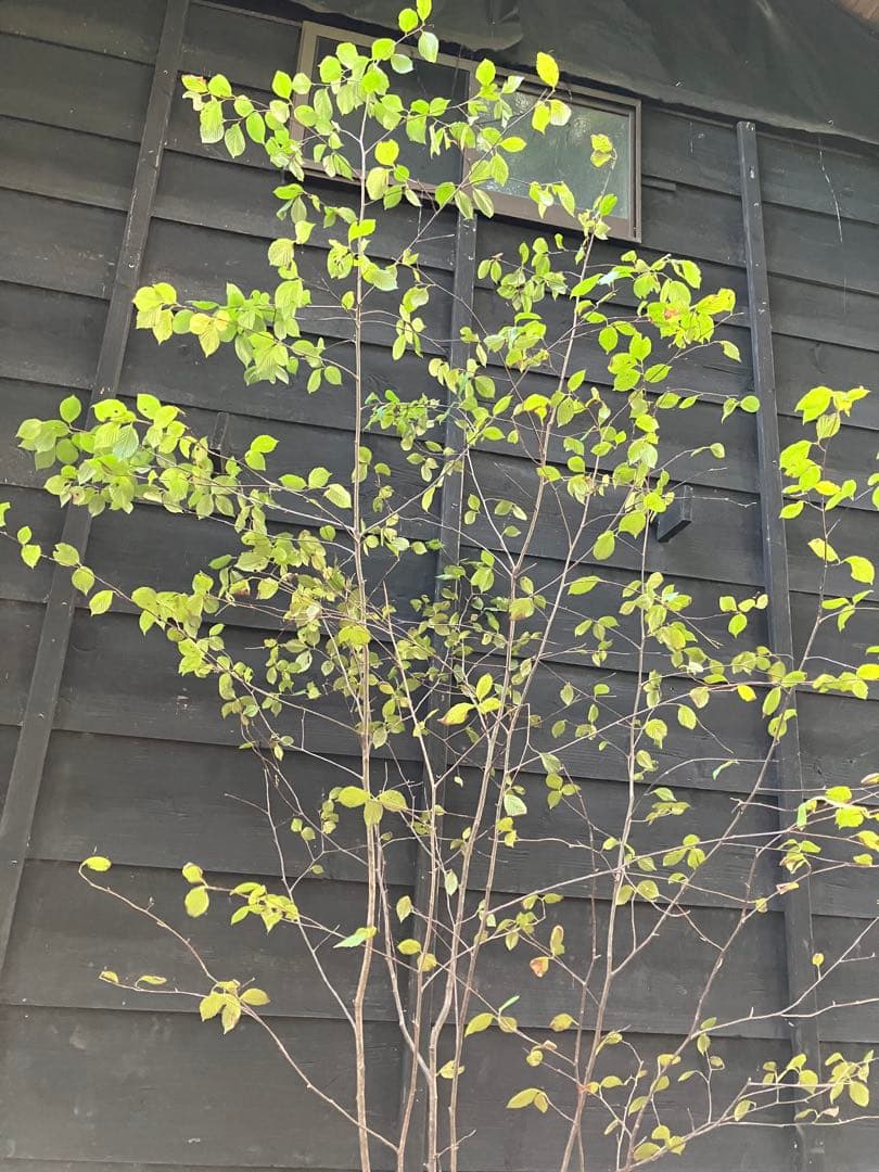 2 山採り　アズキナシ