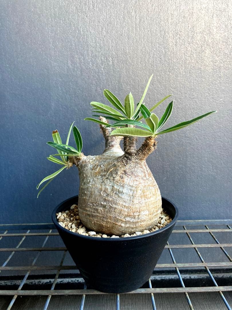 パキポディウム グラキリス 中株 短枝 ぼってり扁平型 塊根植物 黒鉢付き