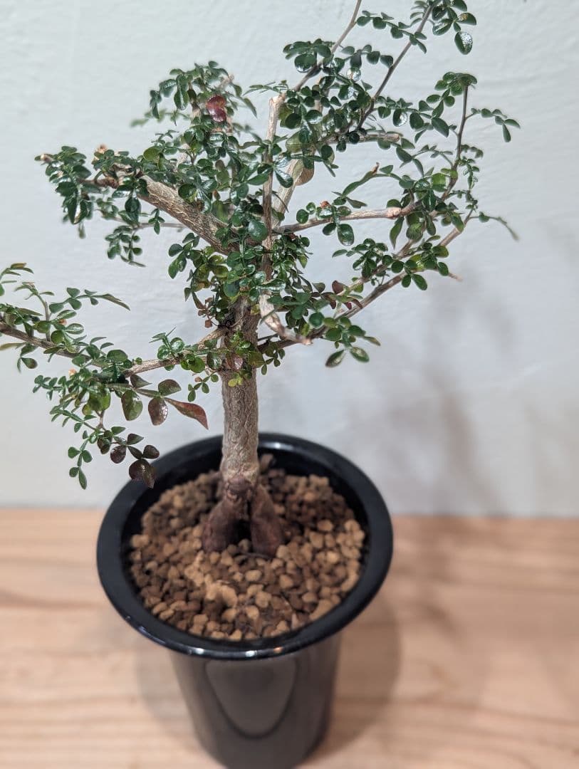 オペルクリカリア デカリー Operculicarya decaryi