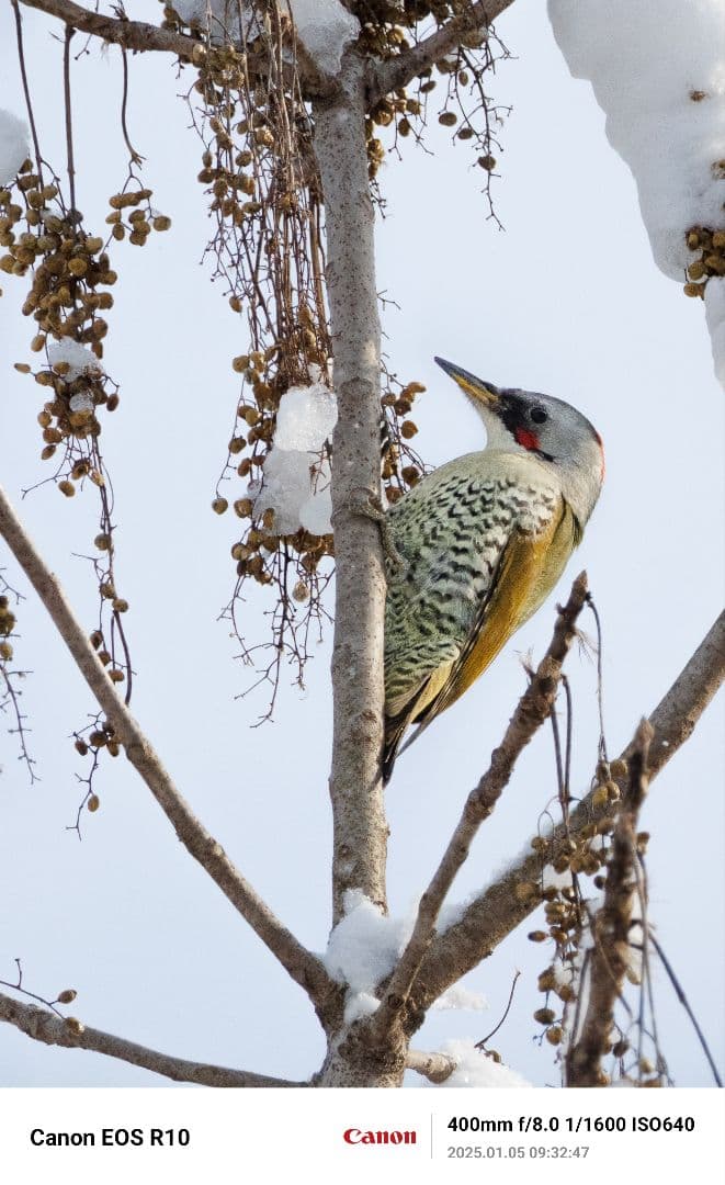 美品RF 100-400F5.6-8 IS USM+ F-Foto製三脚座リング