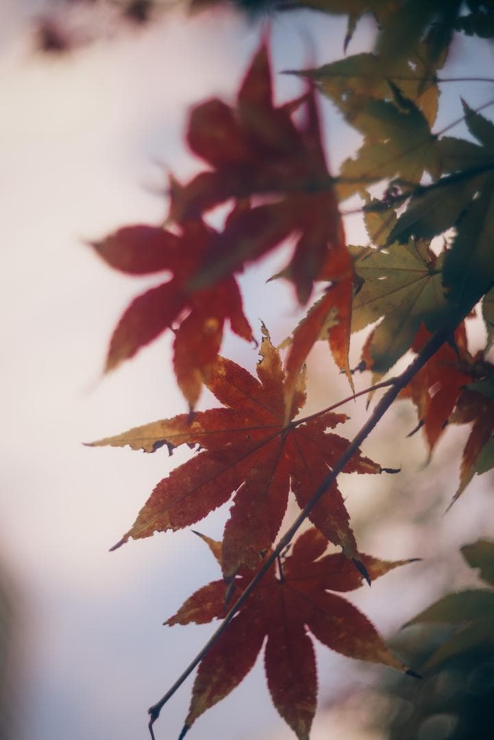 虹の出る癖玉！Leica Blue coated Summar 50mm F2