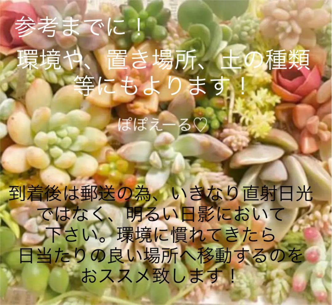 ♡寄せ植えセット♡多肉植物♡