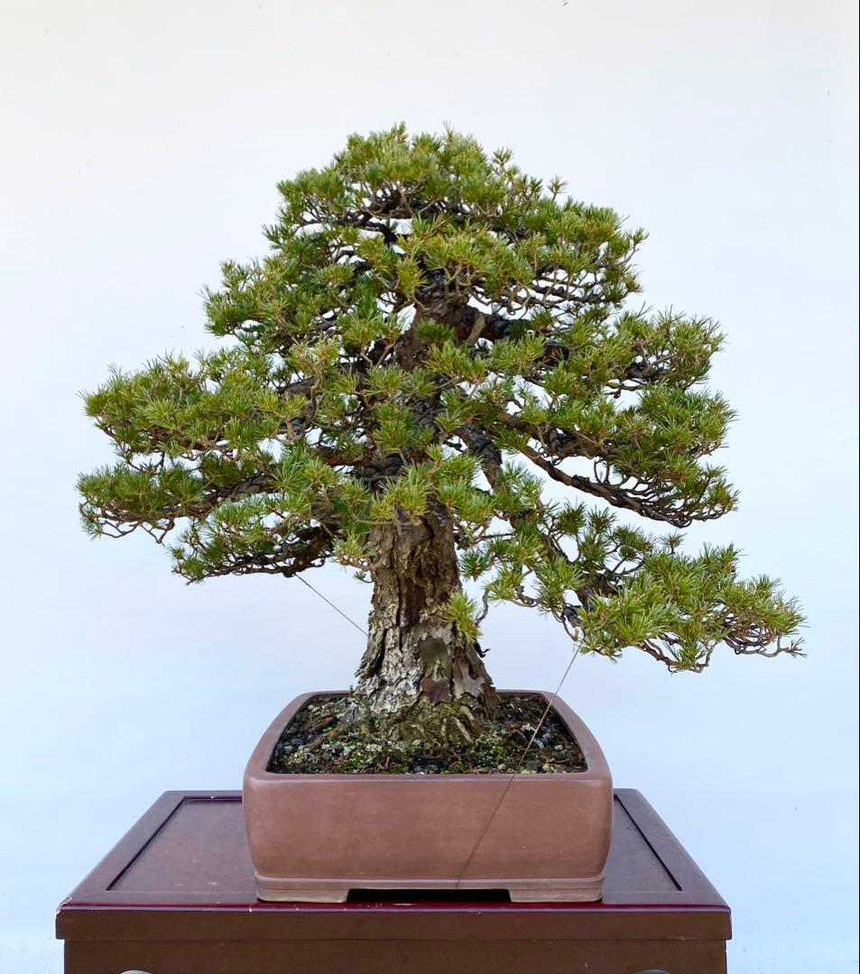白木盆栽園　瑞祥　八房五葉松　樹高66センチ　盆栽黒松赤松五葉松真柏趣味観葉植物