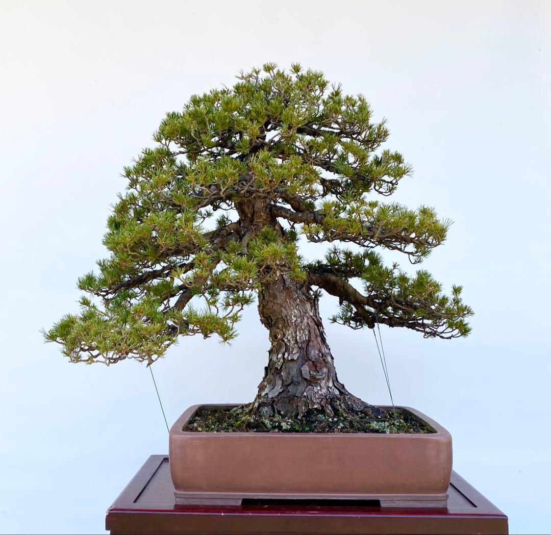 白木盆栽園　瑞祥　八房五葉松　樹高66センチ　盆栽黒松赤松五葉松真柏趣味観葉植物