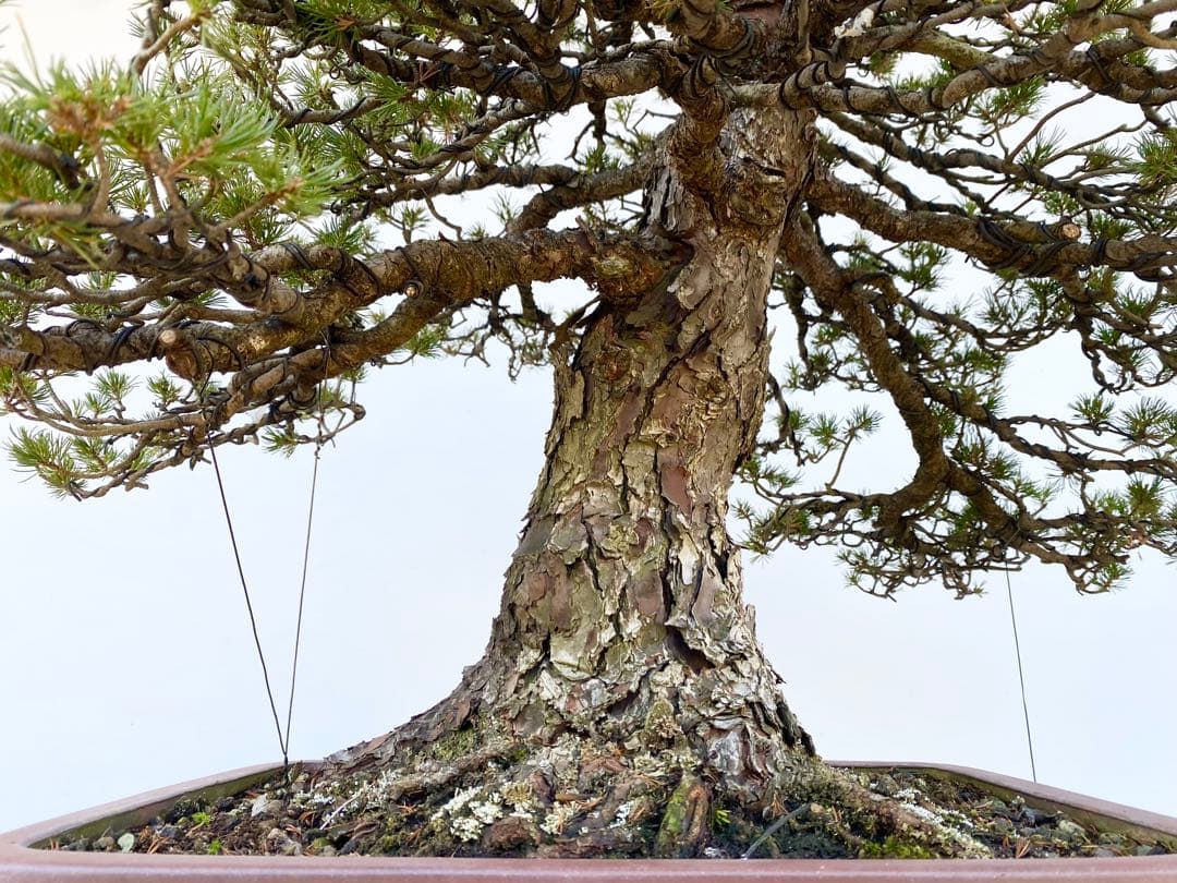 白木盆栽園　瑞祥　八房五葉松　樹高66センチ　盆栽黒松赤松五葉松真柏趣味観葉植物