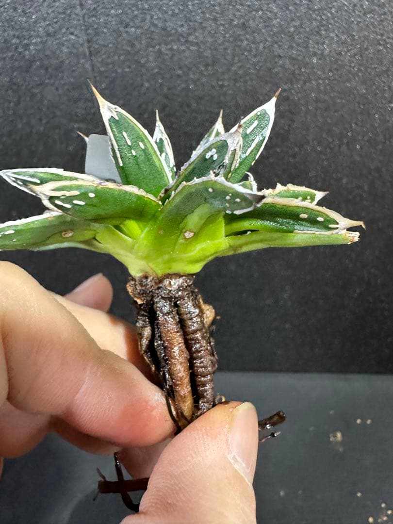 【姫笹の雪　ライムグリーン覆輪　中苗】子株付き