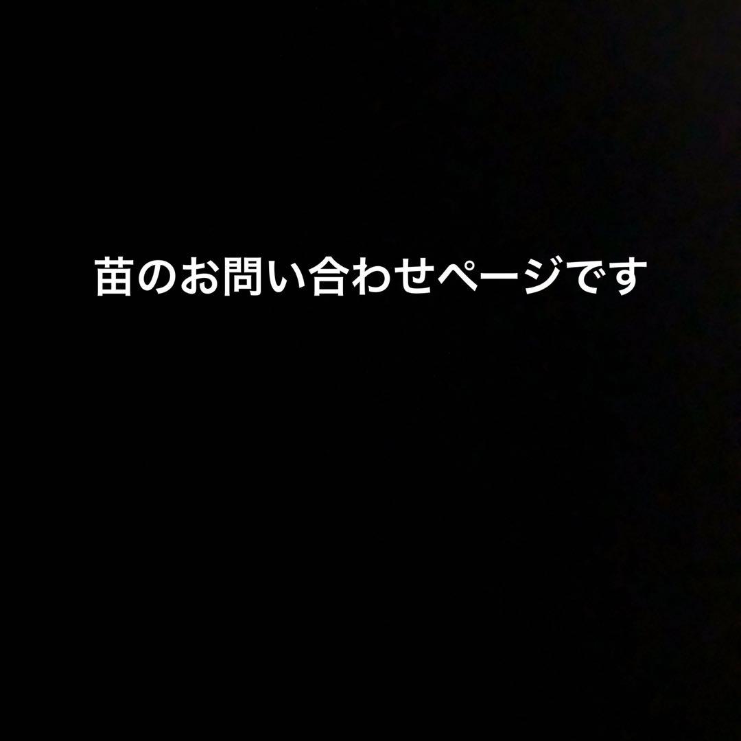 オリエンタルポピーなど　花苗