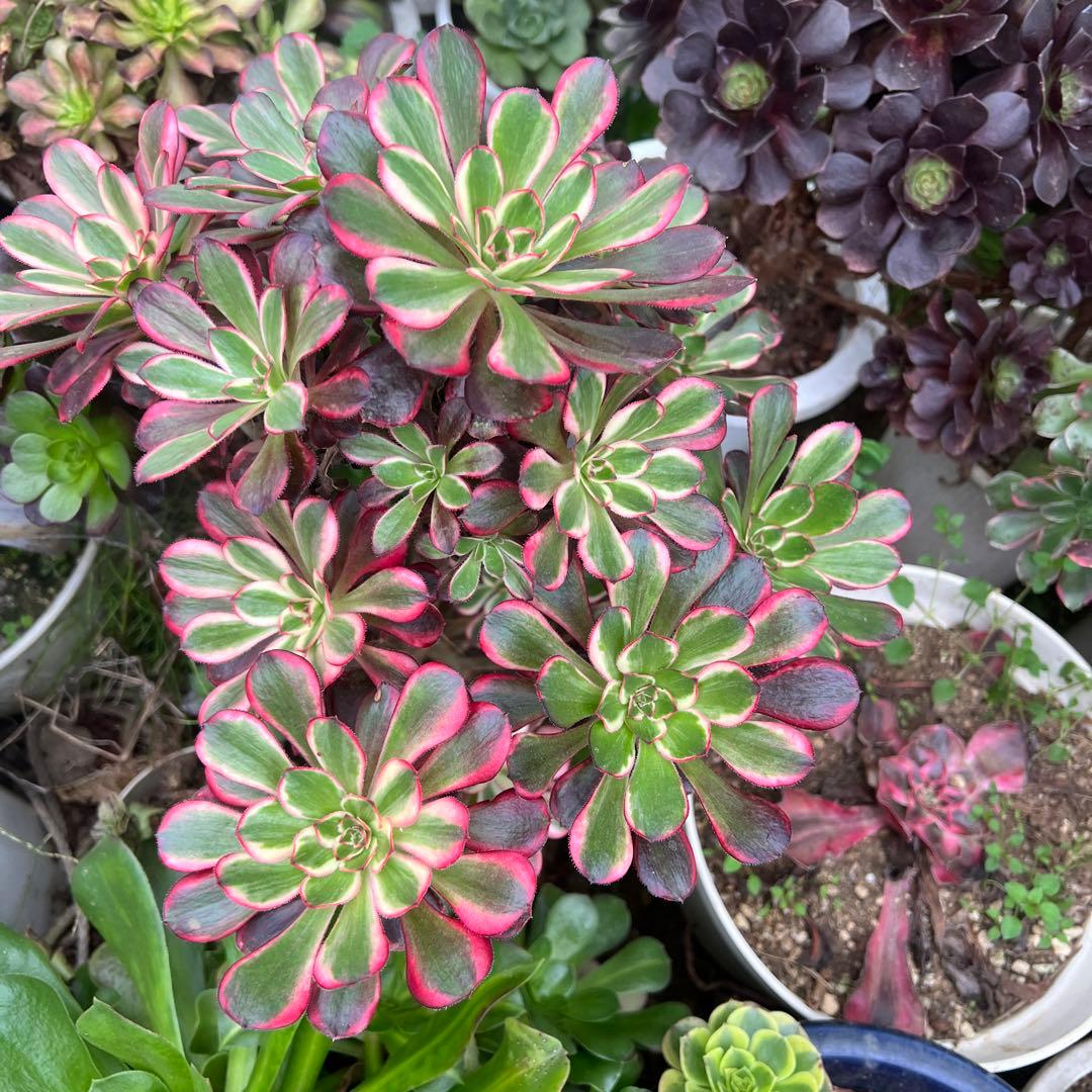 多肉植物。抜き苗。シャネル法師錦