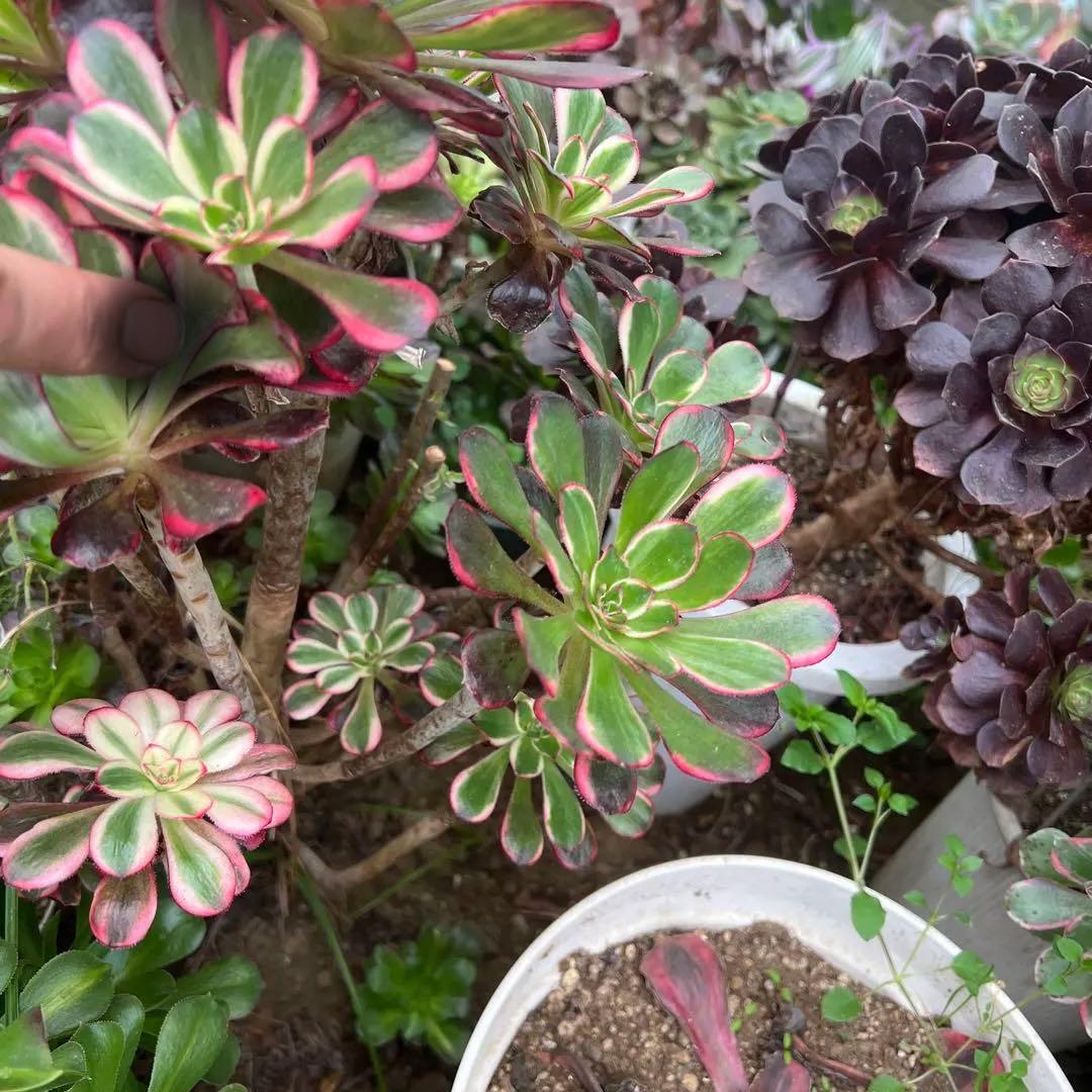 多肉植物。抜き苗。シャネル法師錦