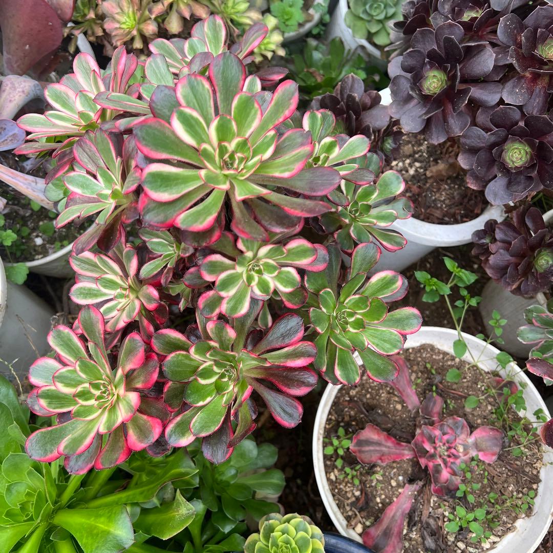 多肉植物。抜き苗。シャネル法師錦