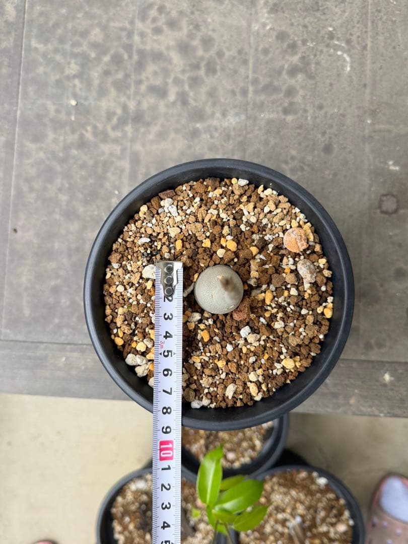 アデニウム アラビカム Adenium