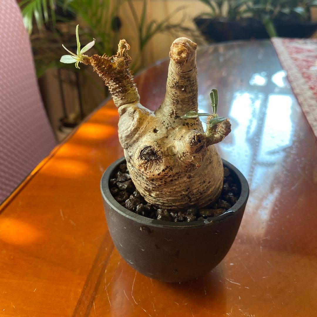 グラキリス多頭 現地球