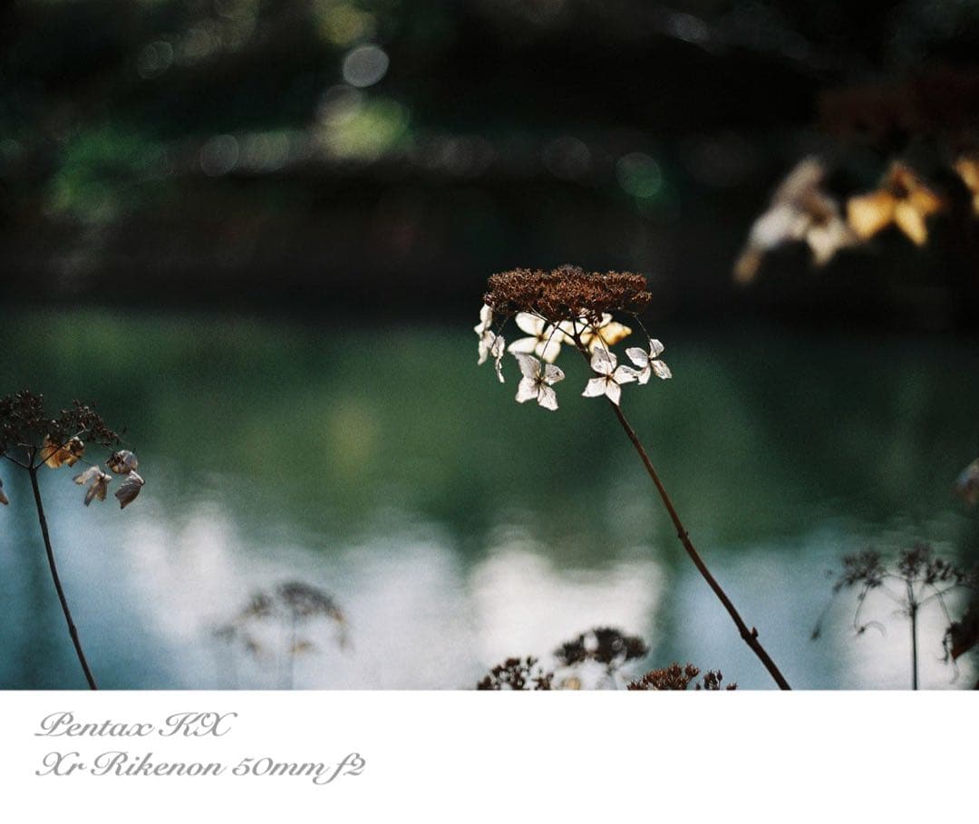 ★希少品＊超美品★pentax kx★富岡光学製/rikenon f2★作例必見