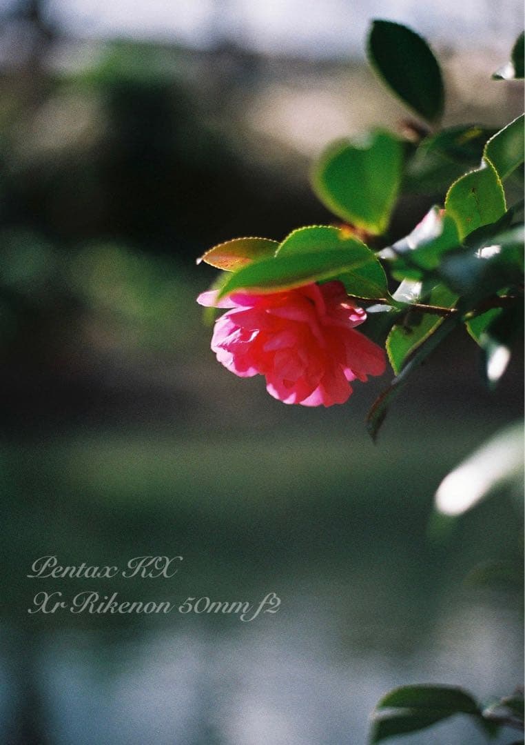 ★希少品＊超美品★pentax kx★富岡光学製/rikenon f2★作例必見