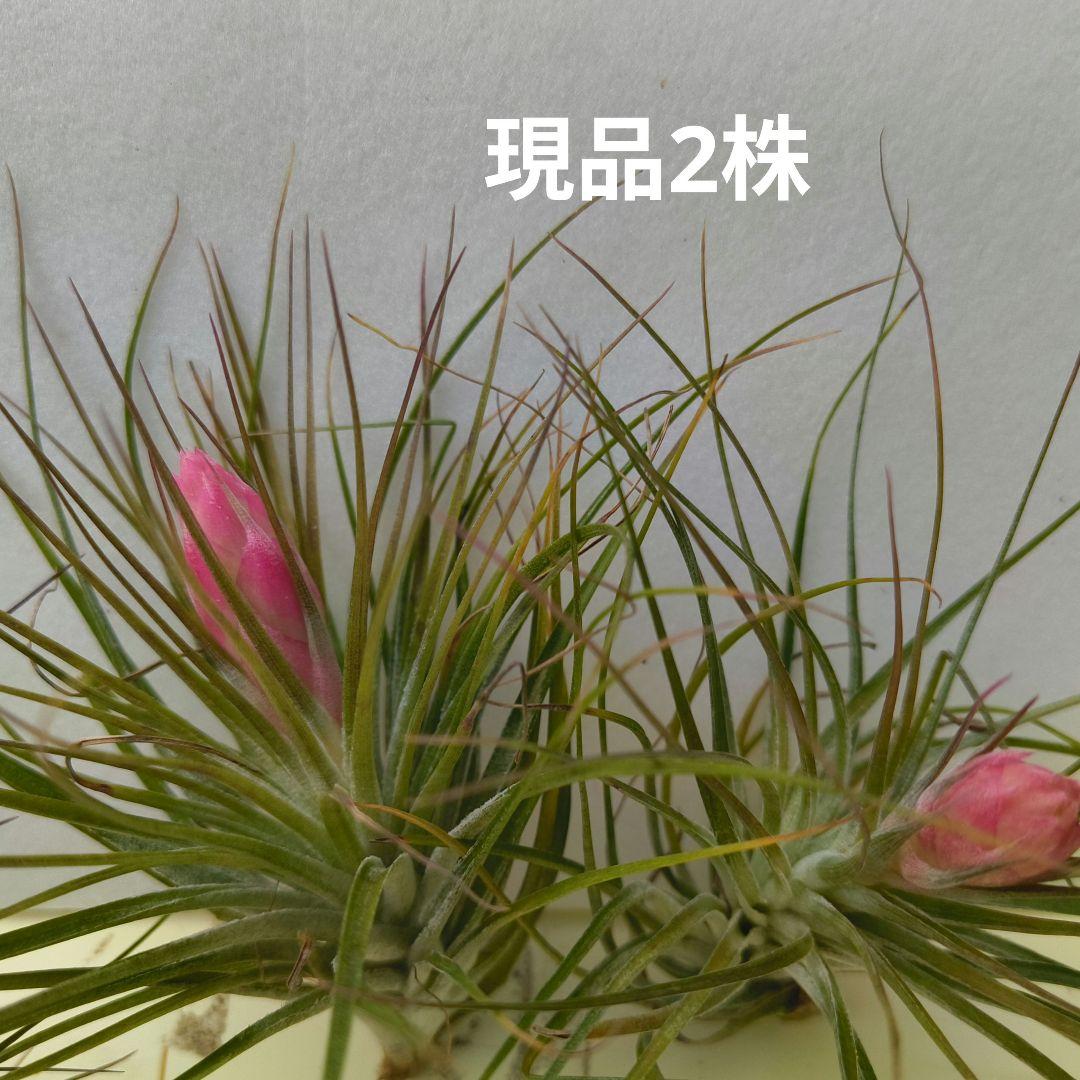 ✅️ティランジア・ストリクタ（エアブランツ　ティランジア属）花苞付き現品