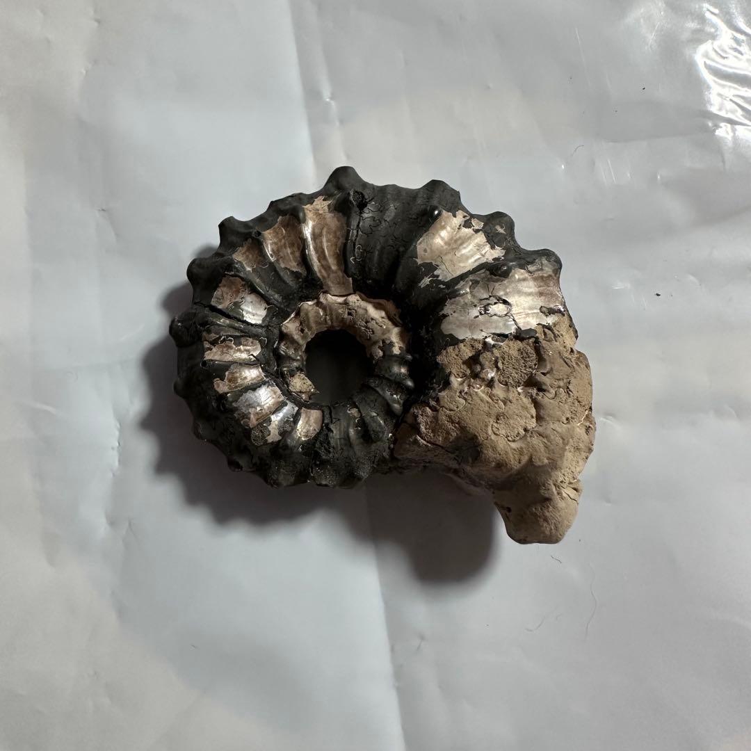 パイライト化 アンモナイト 化石 黄鉄鉱