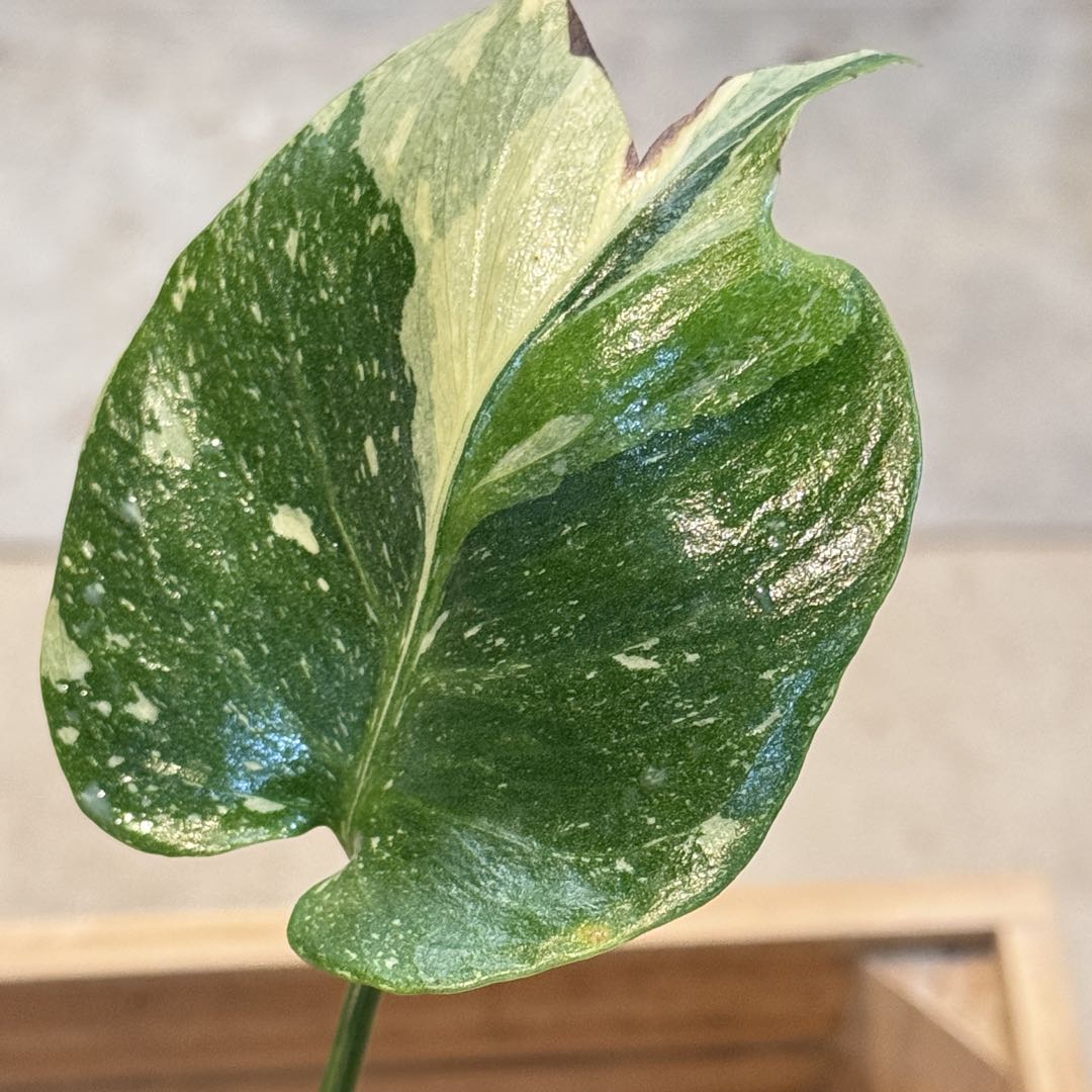 T*様 39 モンステラ　タイコンステレーション　トリカラー出現　突然変異　1株