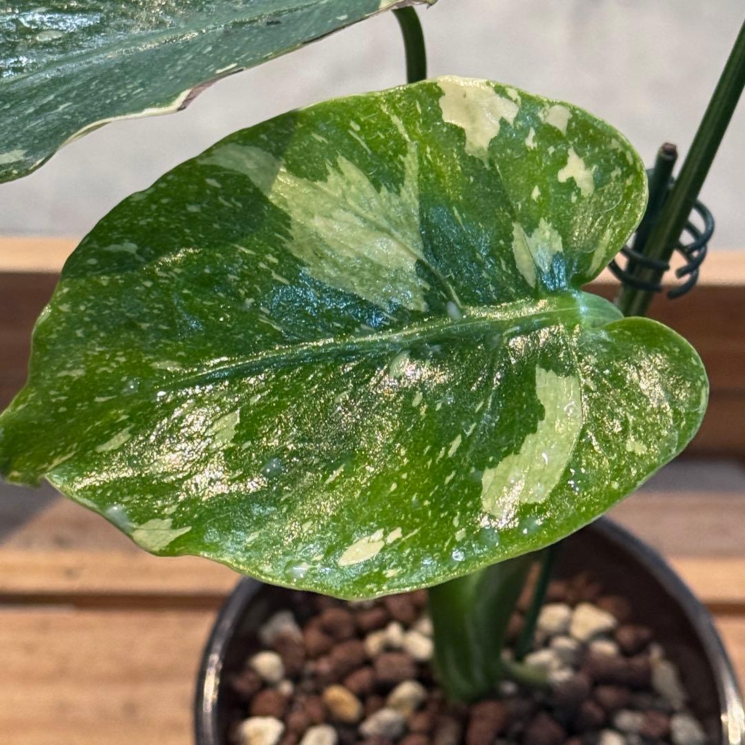 T*様 39 モンステラ　タイコンステレーション　トリカラー出現　突然変異　1株