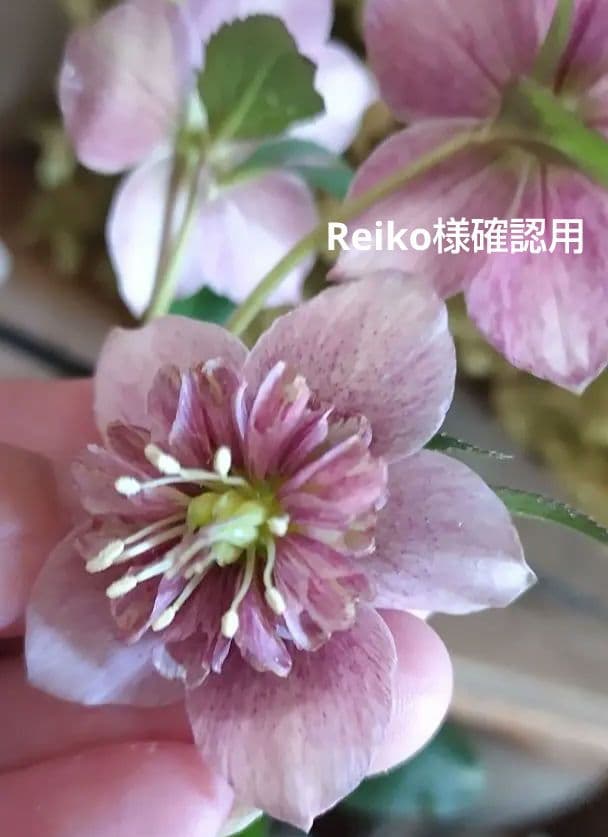 確認用  花苗