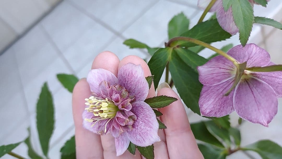 確認用  花苗