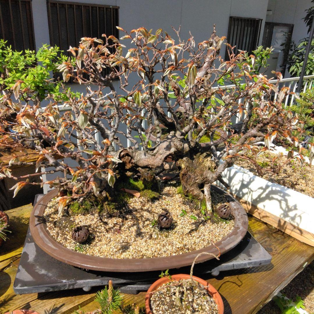 ブナ（山取)　特別価格　　撮影日2023,10,26日