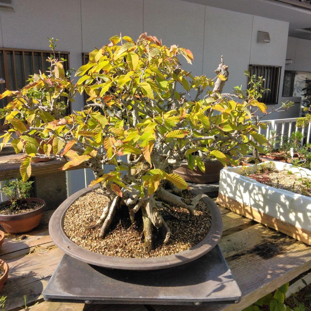 ブナ（山取)　特別価格　　撮影日2023,10,26日