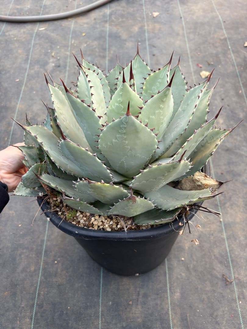 アガベ　パリーハイブリッド　特大サイズ　鉢毎発送致します。検　リップルエフェクト