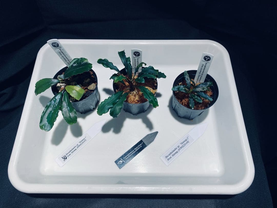 【HW便】ブセファランドラセット①