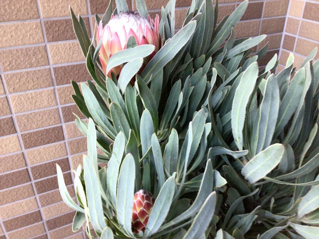 現品1点物の幹極太でつぼみたくさんのプロテア・ポッサムマジック