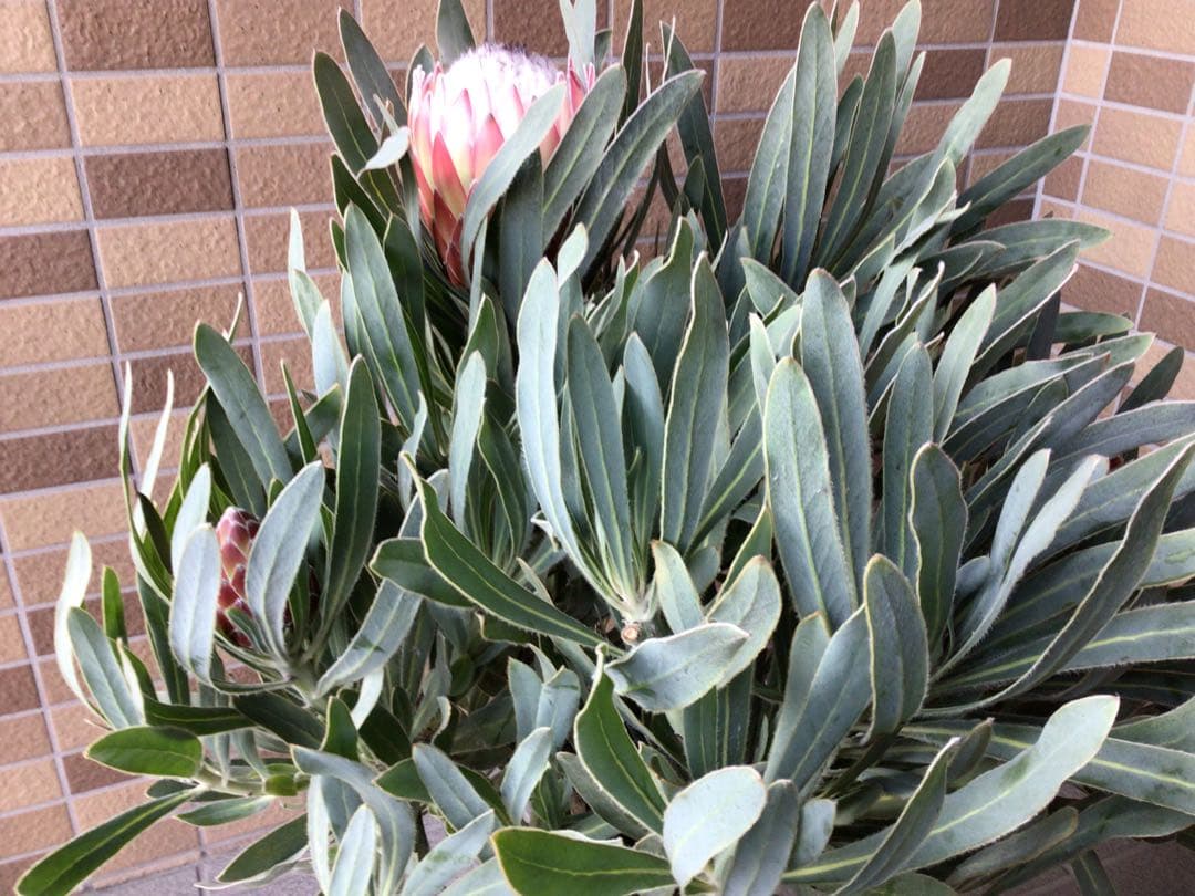 現品1点物の幹極太でつぼみたくさんのプロテア・ポッサムマジック