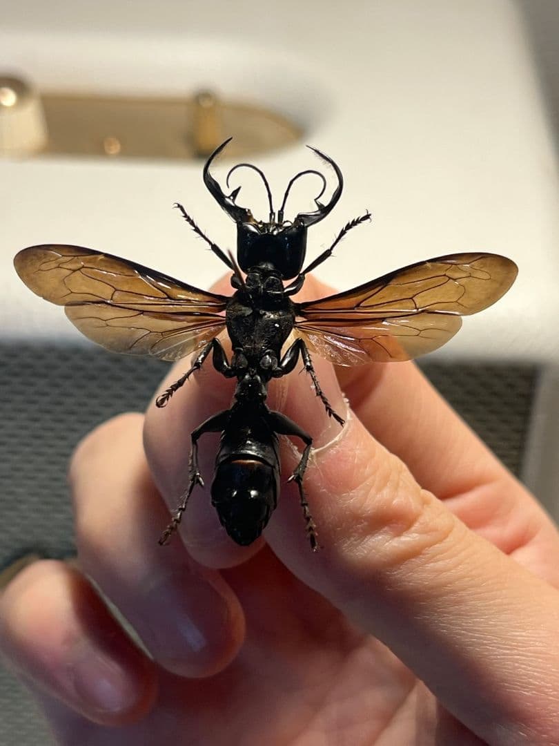 【大顎44mm】メガララガルーダ ハチ蜂スズメバチタランチュラホーク 昆虫標本