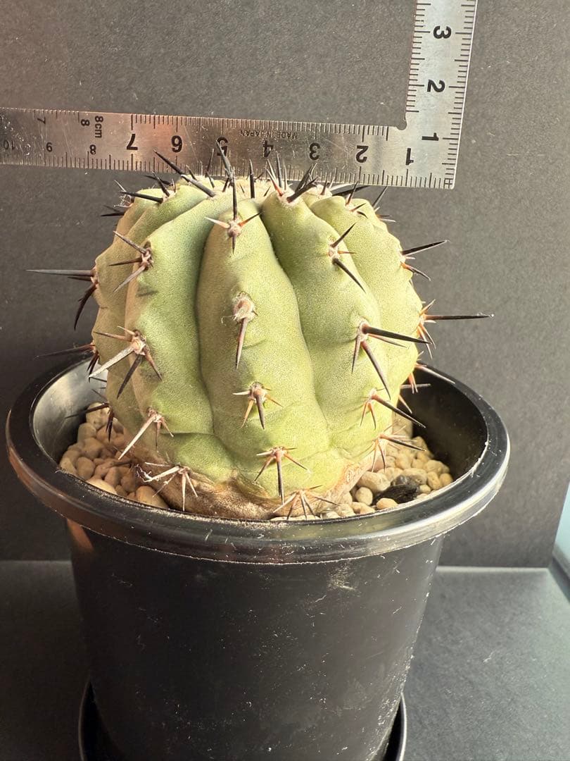 週末限定価格！黒王丸　白肌　厳選　コレクション　多陵　シネレア　特大