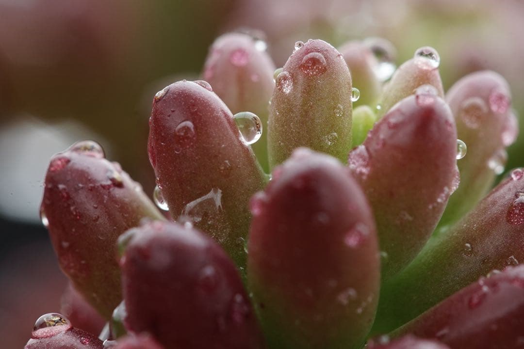 作例付き　Nikon Medical NIKKOR 120mm F4 管mpr