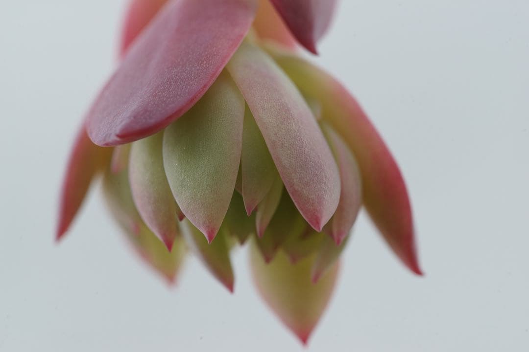 作例付き　Nikon Medical NIKKOR 120mm F4 管mpr