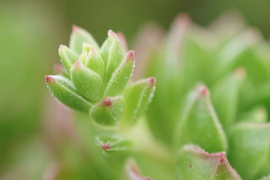 作例付き　Nikon Medical NIKKOR 120mm F4 管mpr