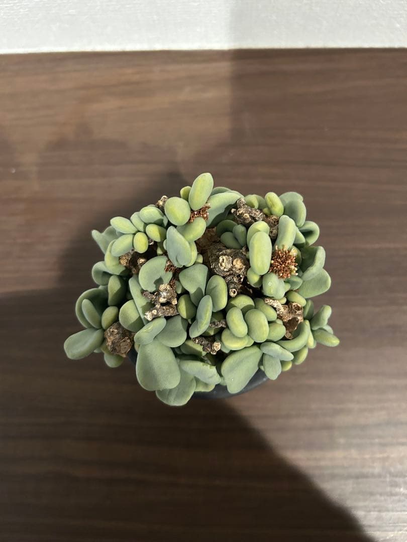 ケラリア　ピグマエア　発根済み