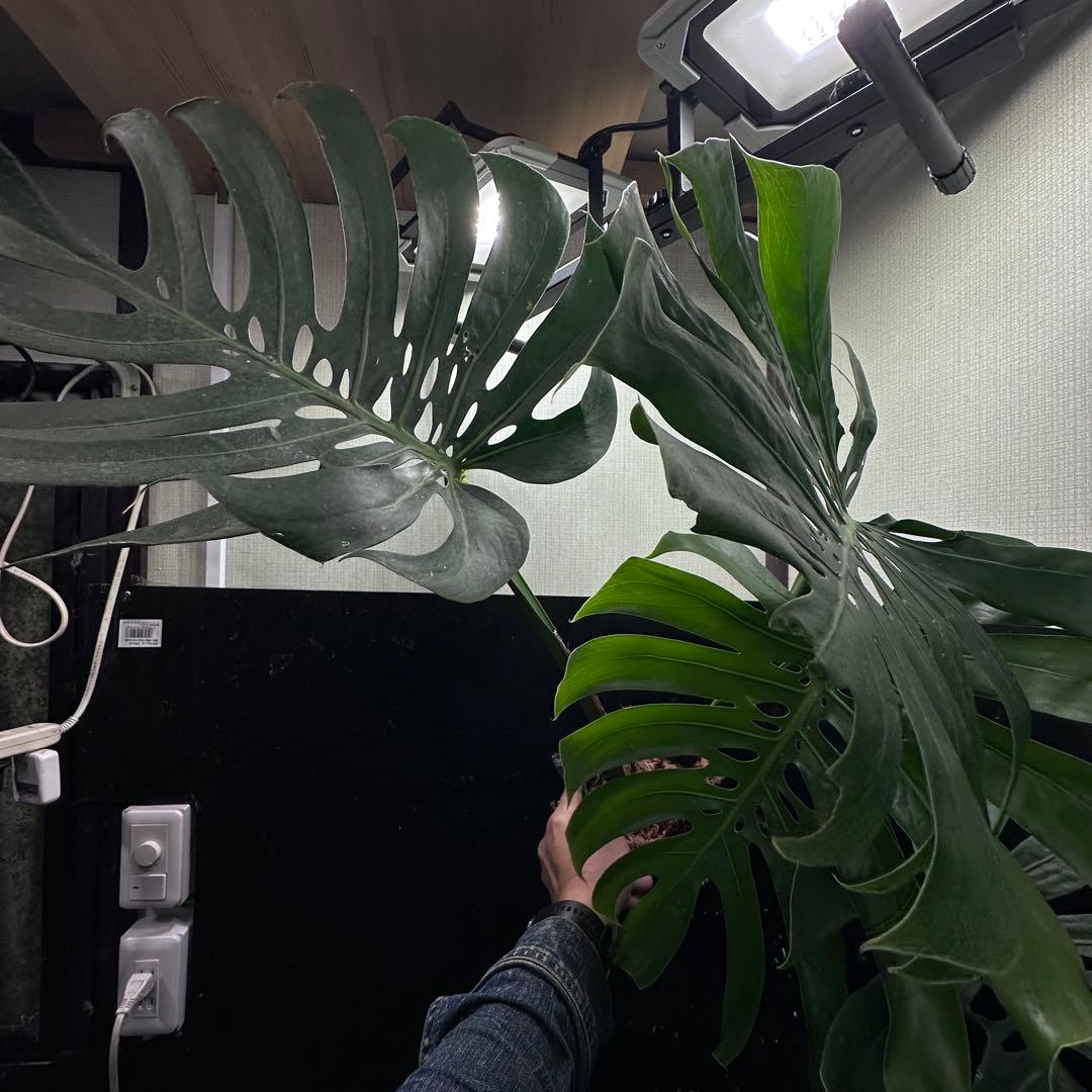 S*P様 モンステラデリシオーサマクロコズム超希少系統鉢植え75㎝
