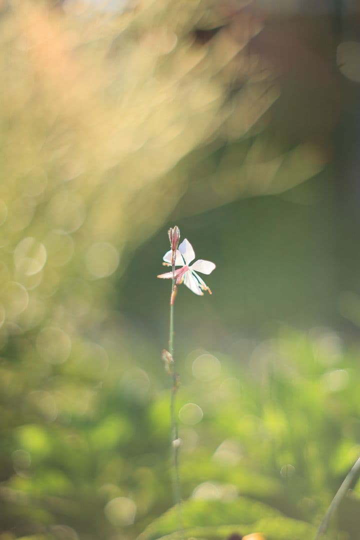 レンズ(単焦点) SMC TAKUMAR 55mm F1.8