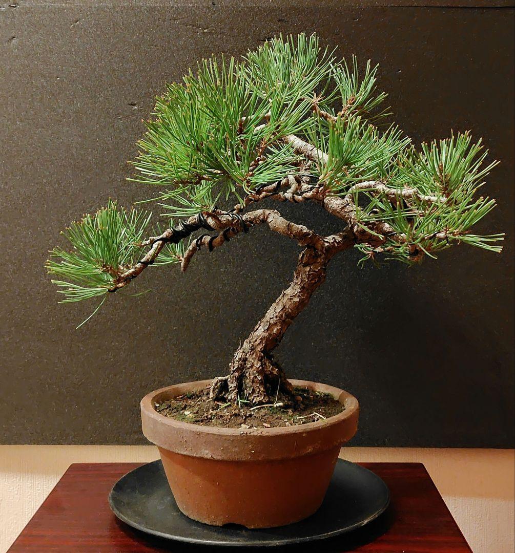 赤松盆栽！