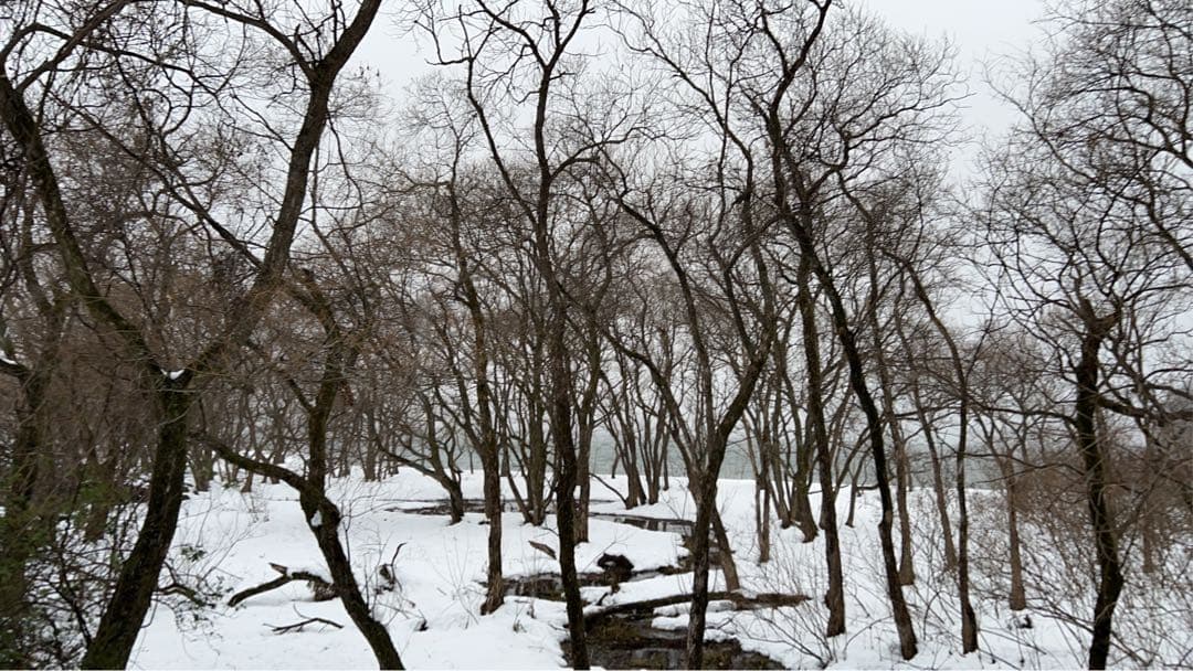 確認用　大雪ドライブ　長浜城　愛犬　玉玉　トラ