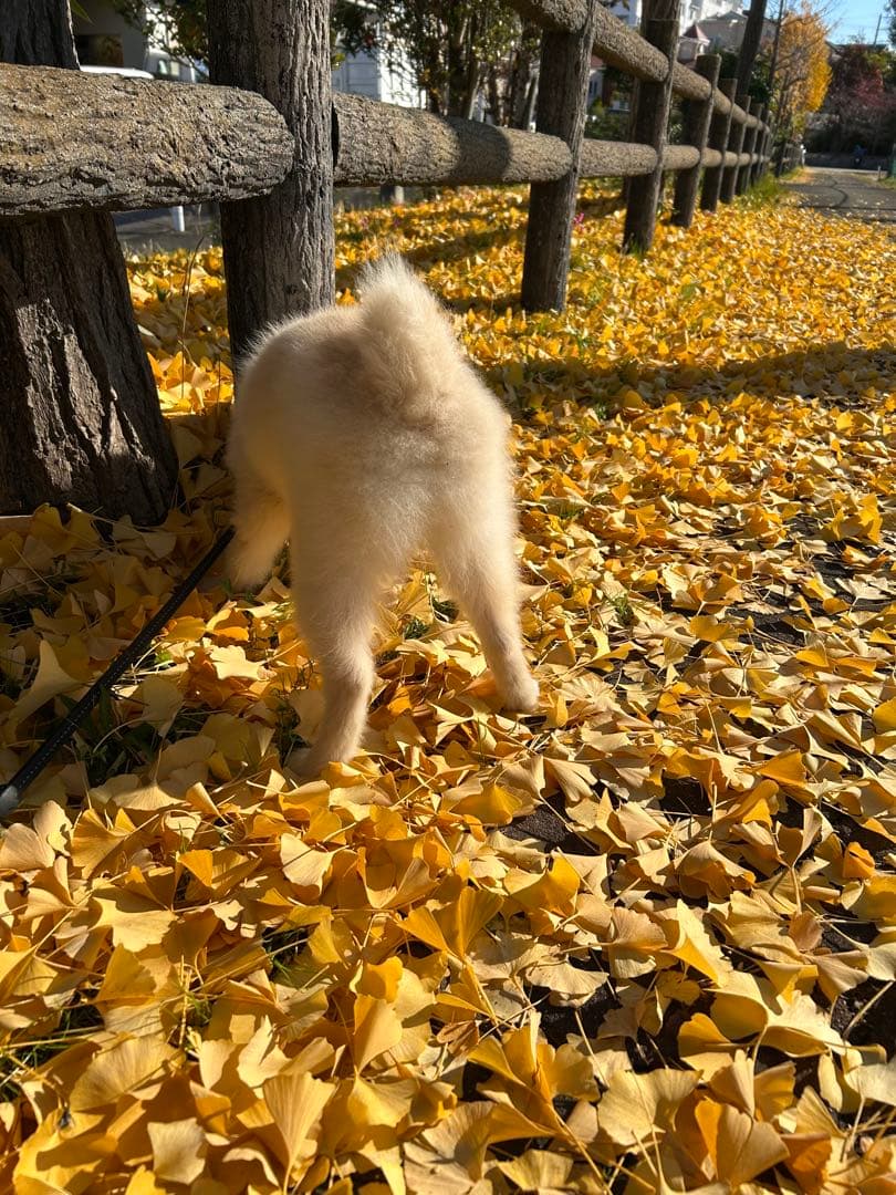 確認用　大雪ドライブ　長浜城　愛犬　玉玉　トラ