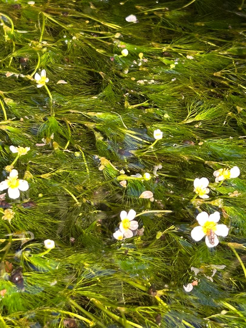 確認用　大雪ドライブ　長浜城　愛犬　玉玉　トラ