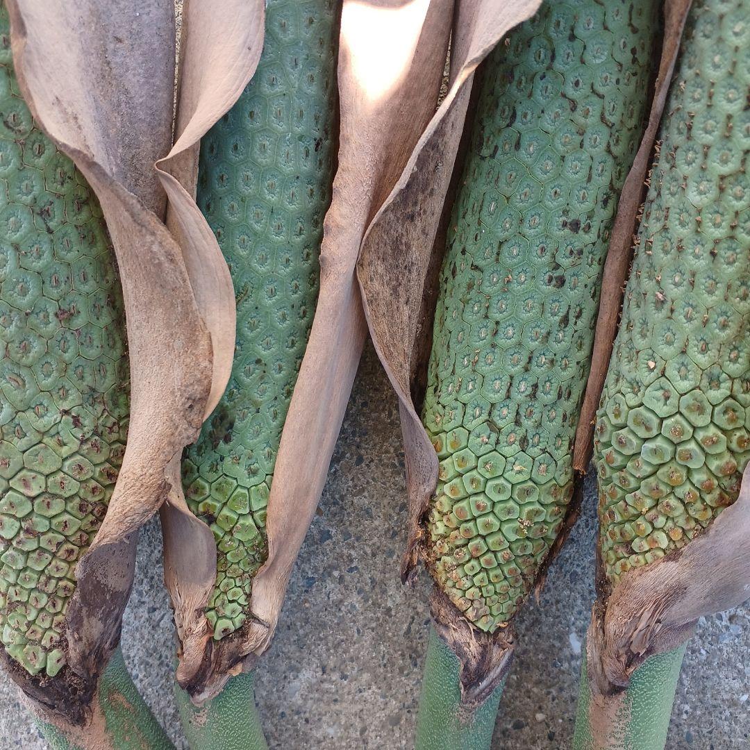 モンステラ(デリシオーサの実) 12個